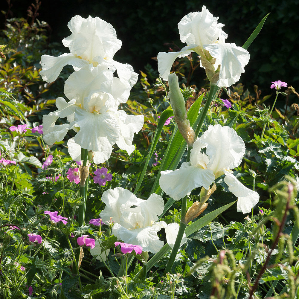 Iris germanica 'Immortality'