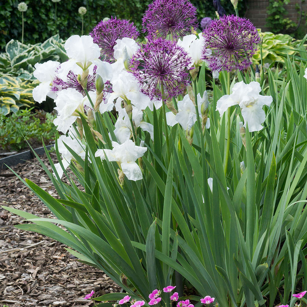 Iris germanica 'Immortality'