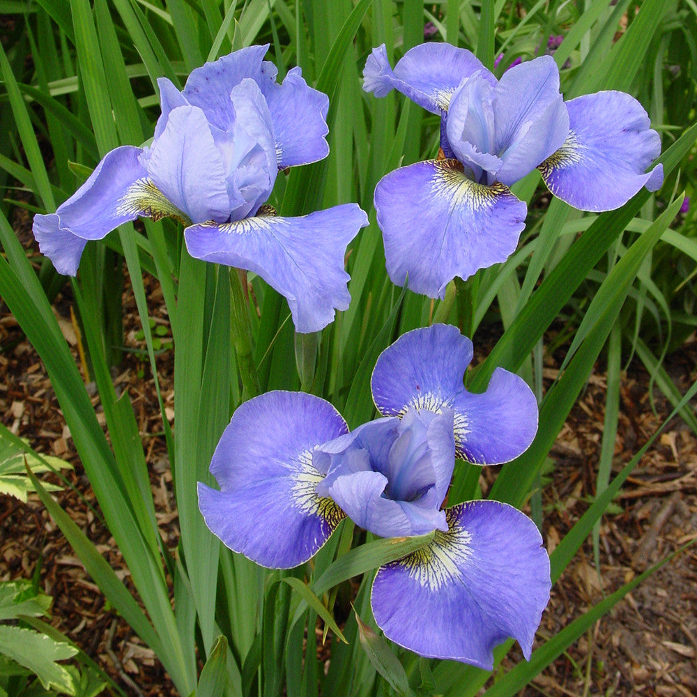 Iris sibirica 'Blue Moon'