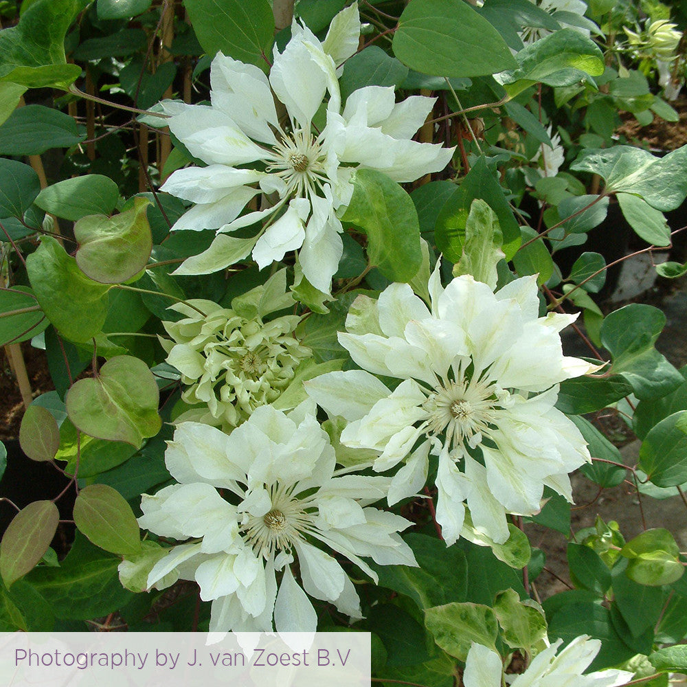 Clematis patens 'Yukiokoshi'