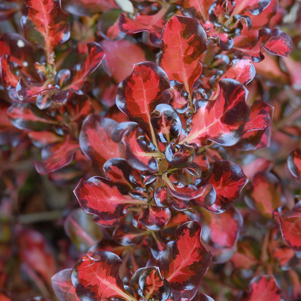 Coprosma repens 'Scarlet O'Hara'