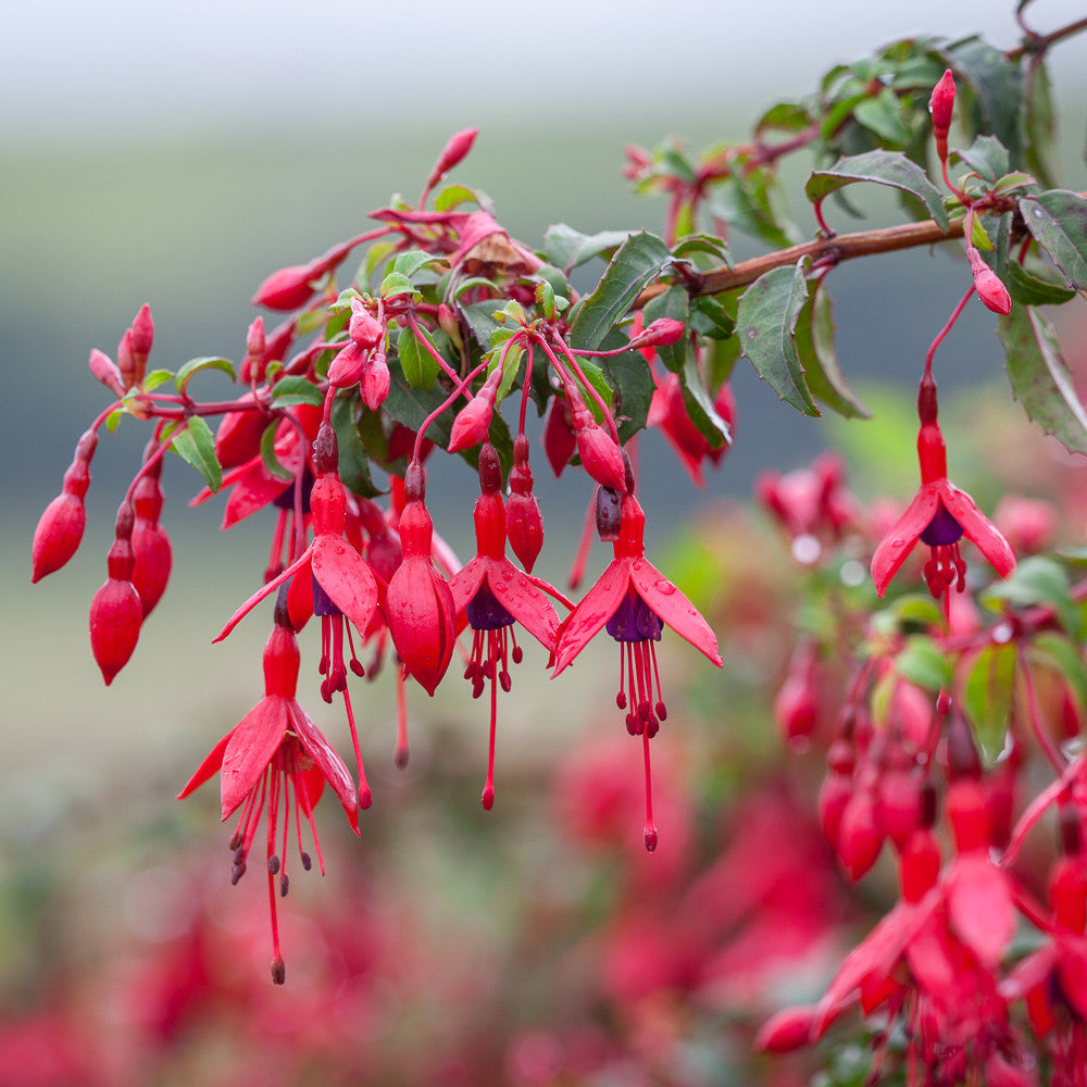 Fuchsia magellanica 'Riccartonii'