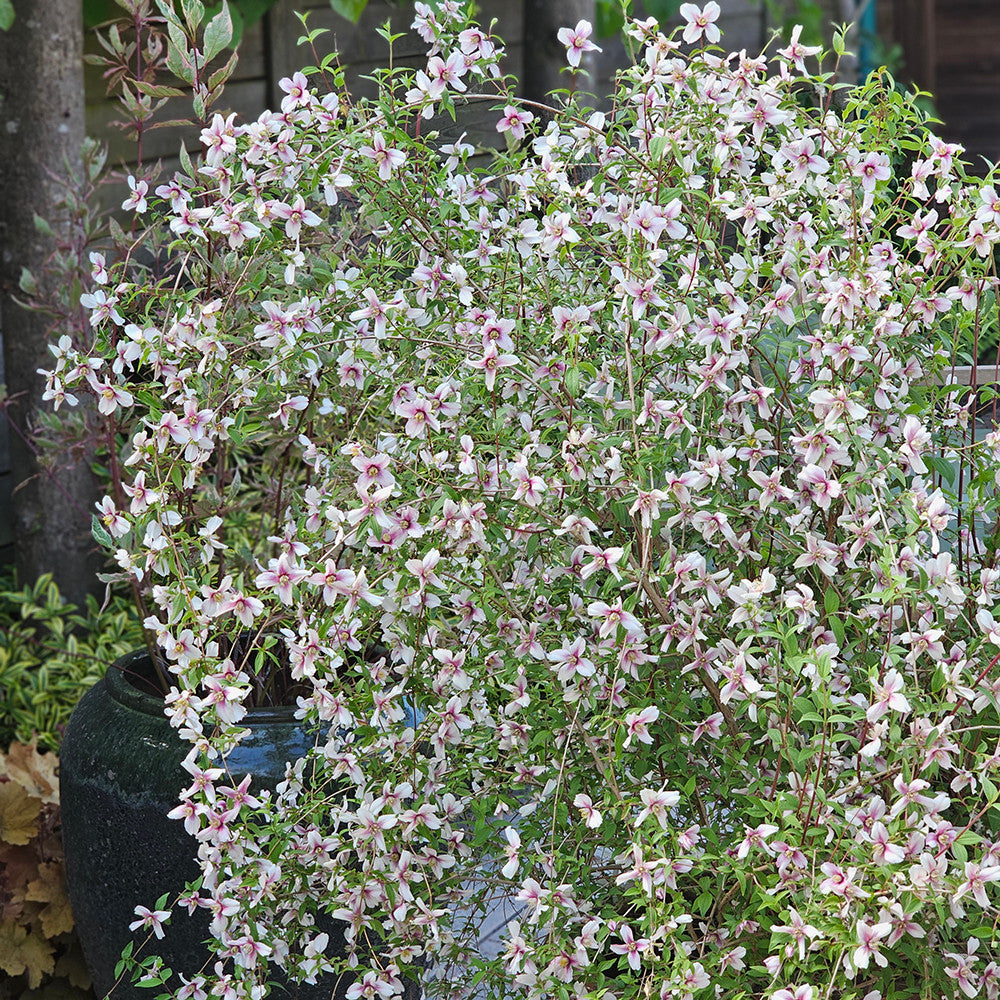Philadelphus 'Petite Perfume Pink'