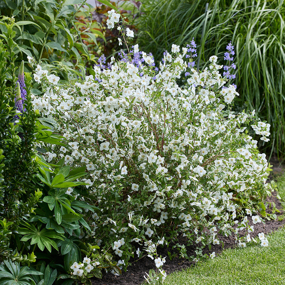 Philadelphus 'Petite Perfume White'