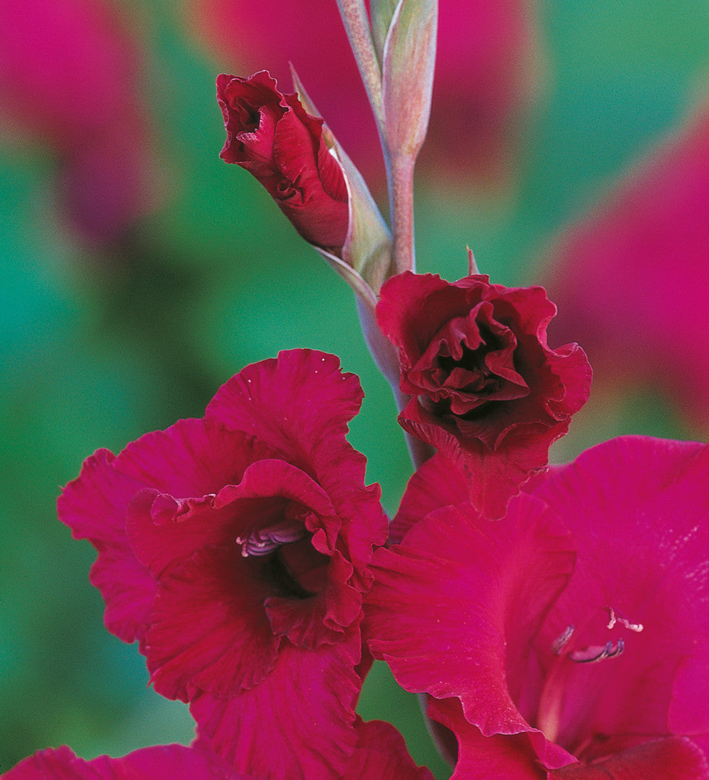 Velvet Gladioli Collection