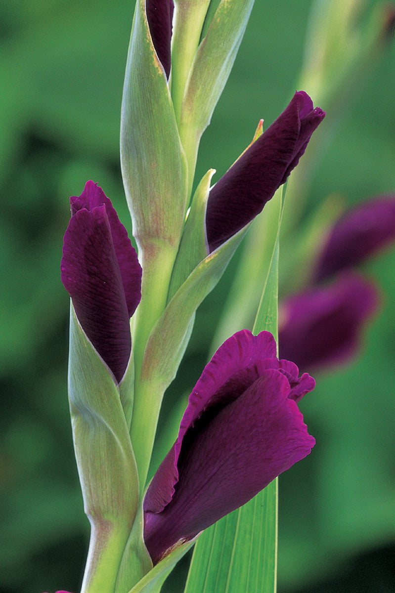 Velvet Gladioli Collection