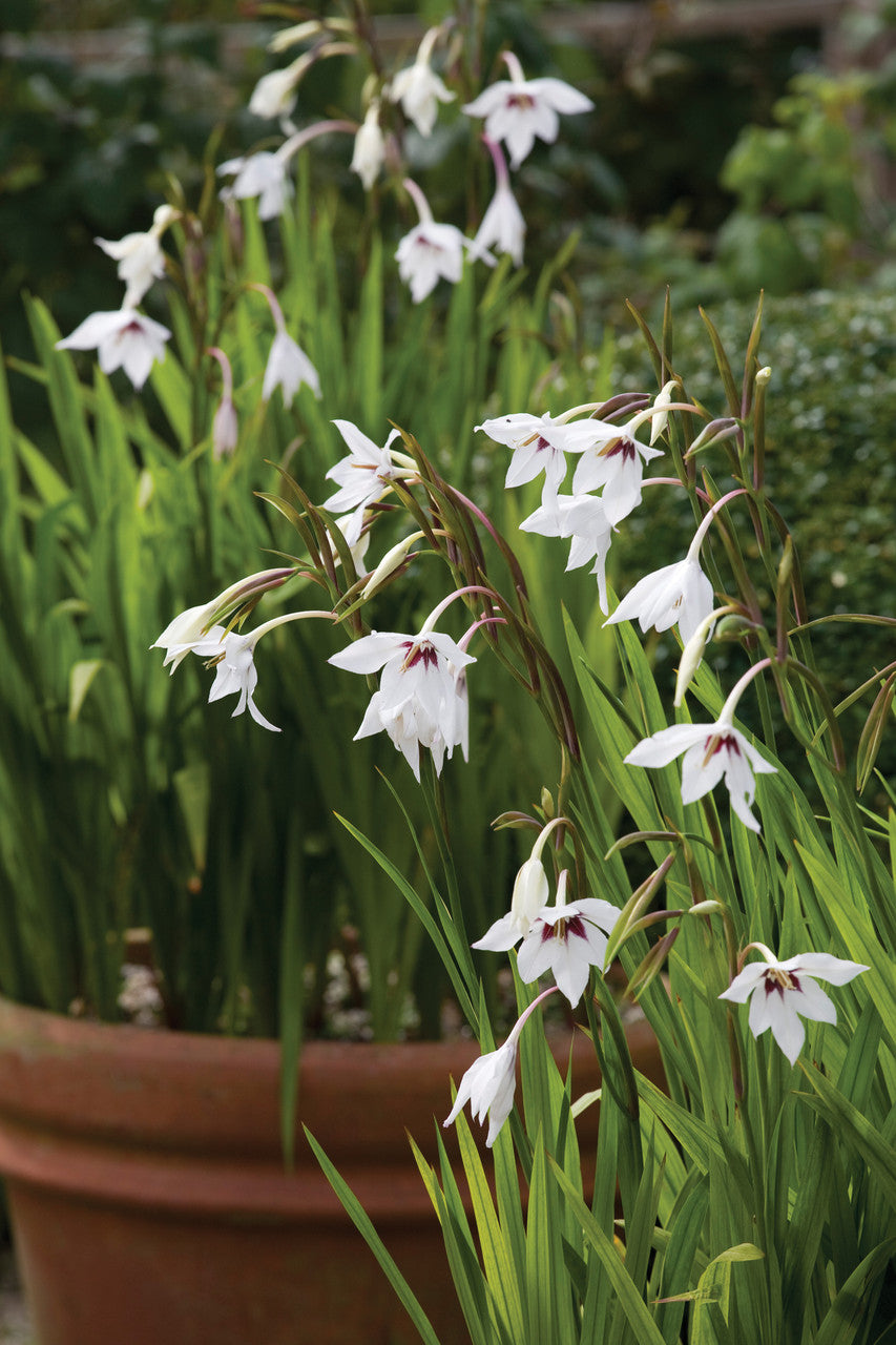 Acidanthera murielae (syn. Gladiolus)