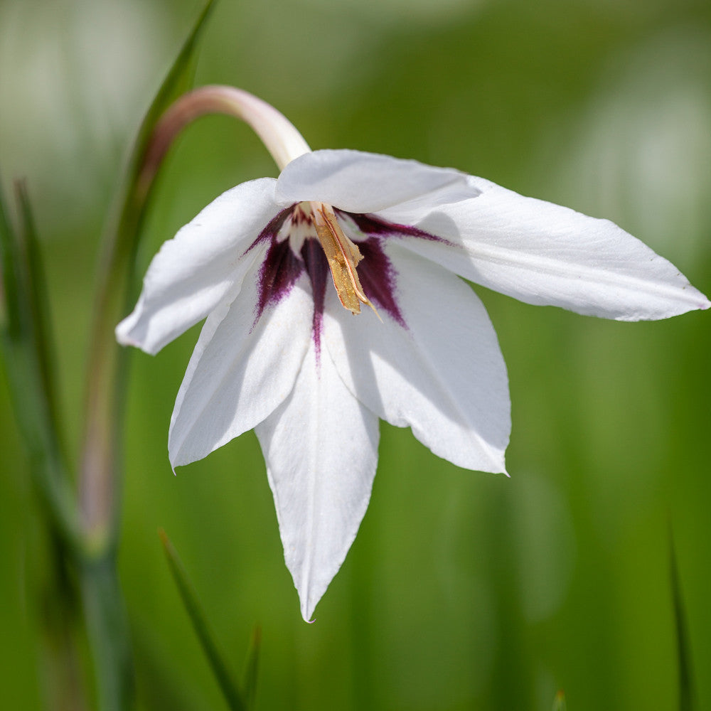 Acidanthera murielae (syn. Gladiolus)