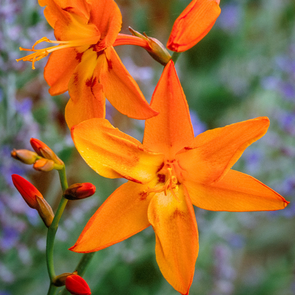 Crocosmia 'Star of the East'
