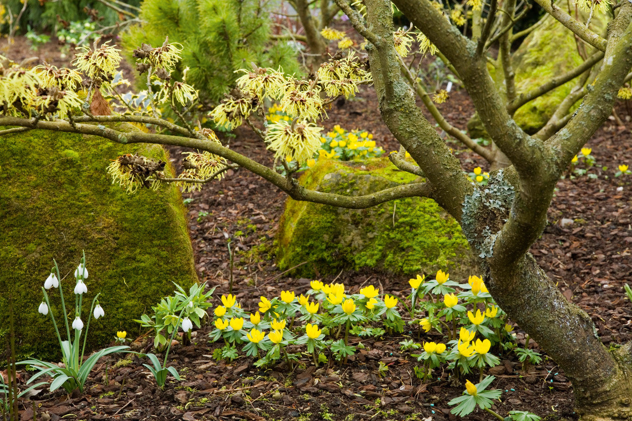 Eranthis Cilicica (Winter Aconite)
