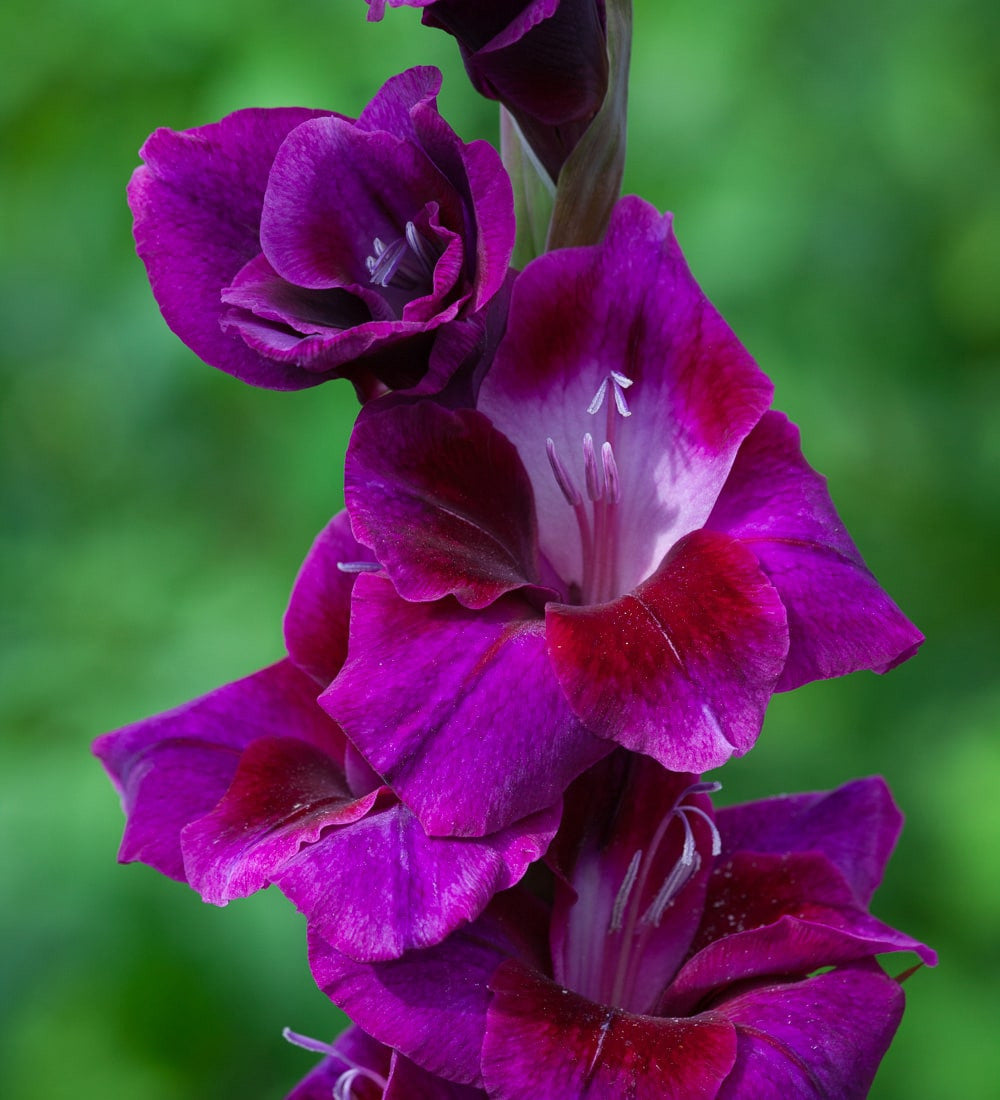 Jewel Gladioli Collection