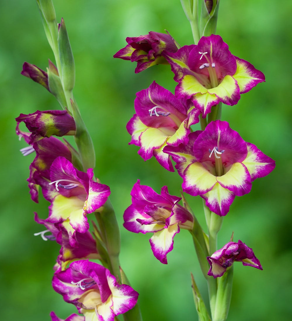 Jewel Gladioli Collection