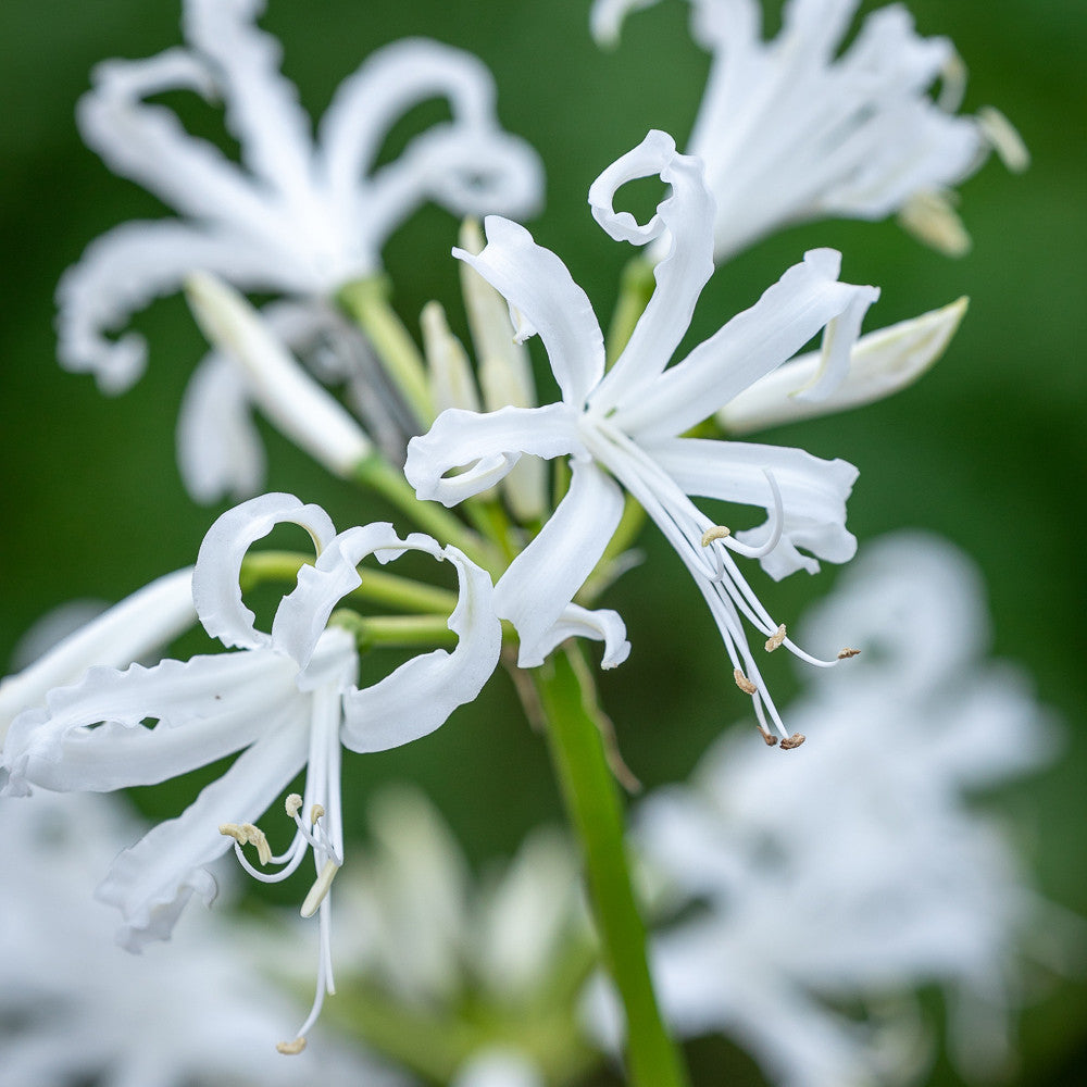 Nerine bowdenii 'Like a Virgin'