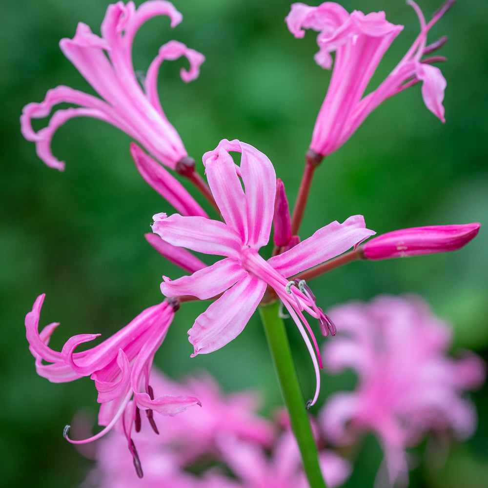 Border Nerine Collection