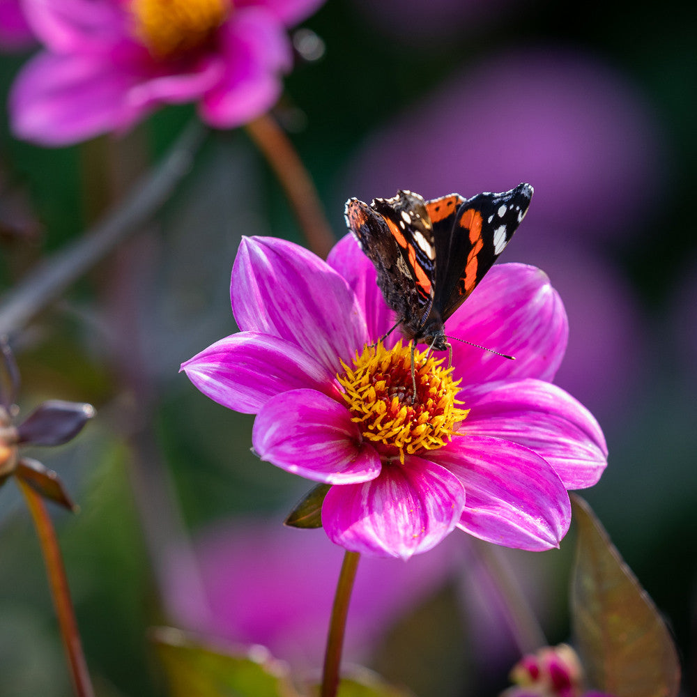 Dahlia 'Happy Single Juliet'