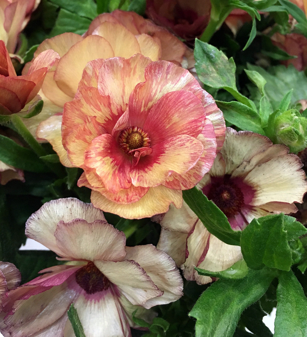 Butterfly Ranunculus Collection