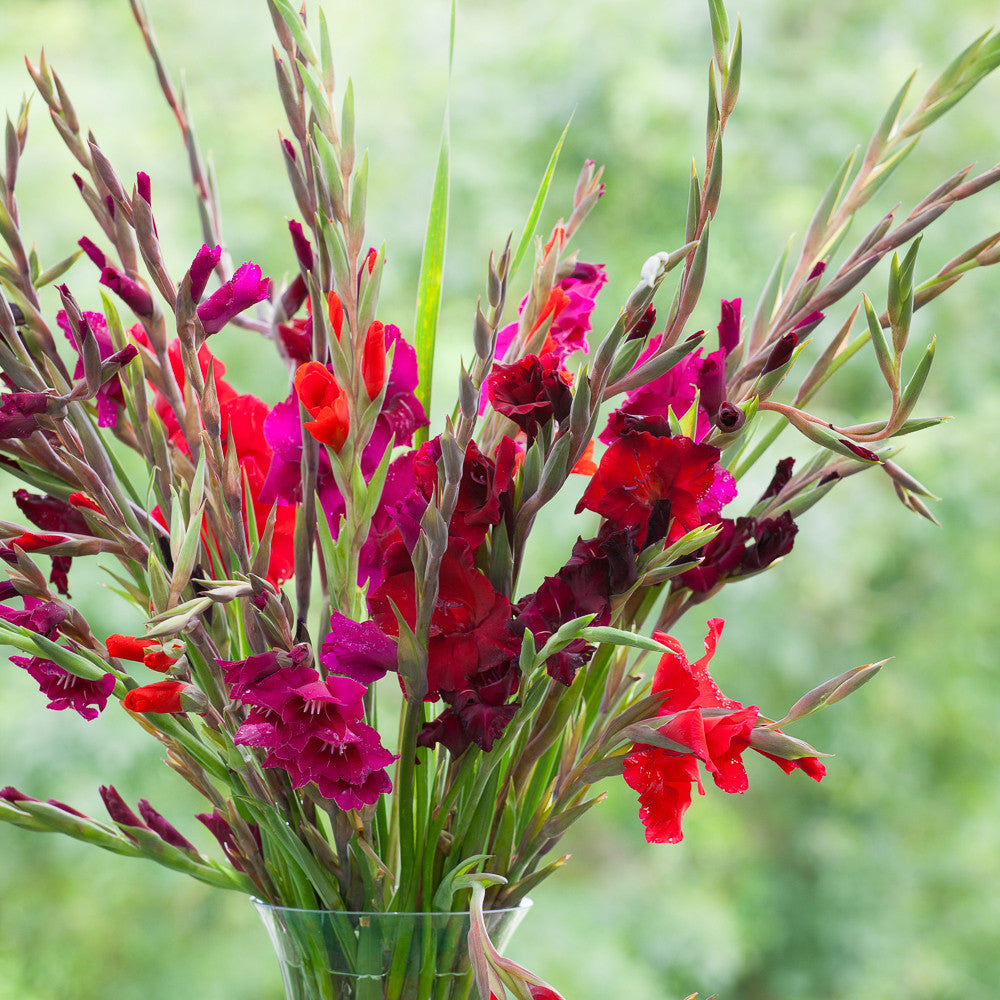 Ruby Garnet & Amethyst Gladioli Collection