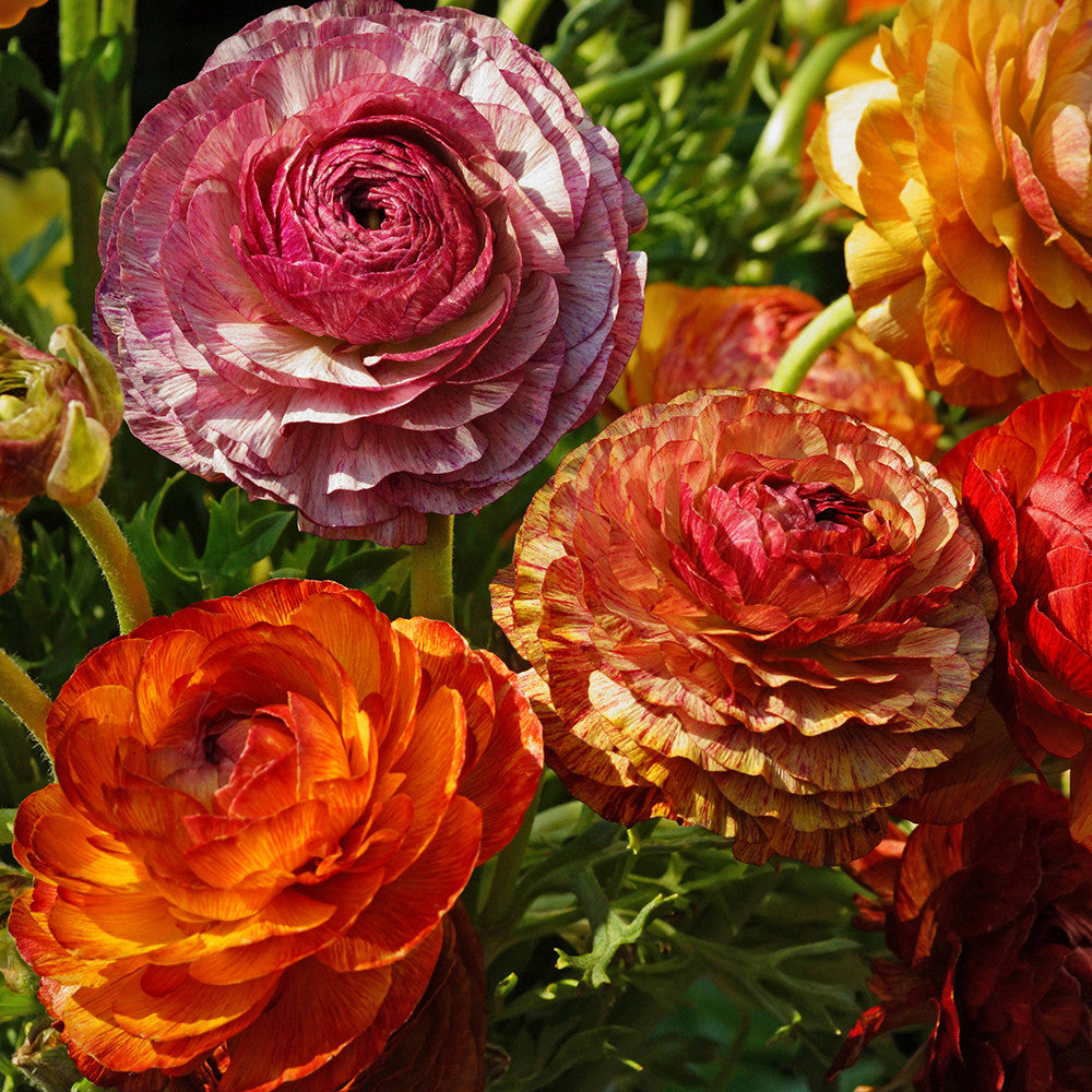 Ranunculus asiaticus 'Aviv Picotee Café' (Aviv Series)