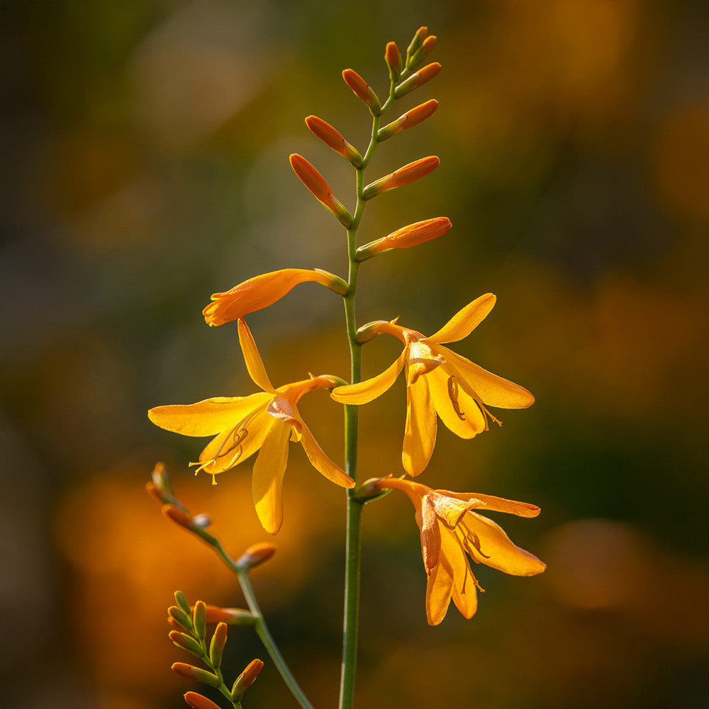 Crocosmia 'George Davidson'