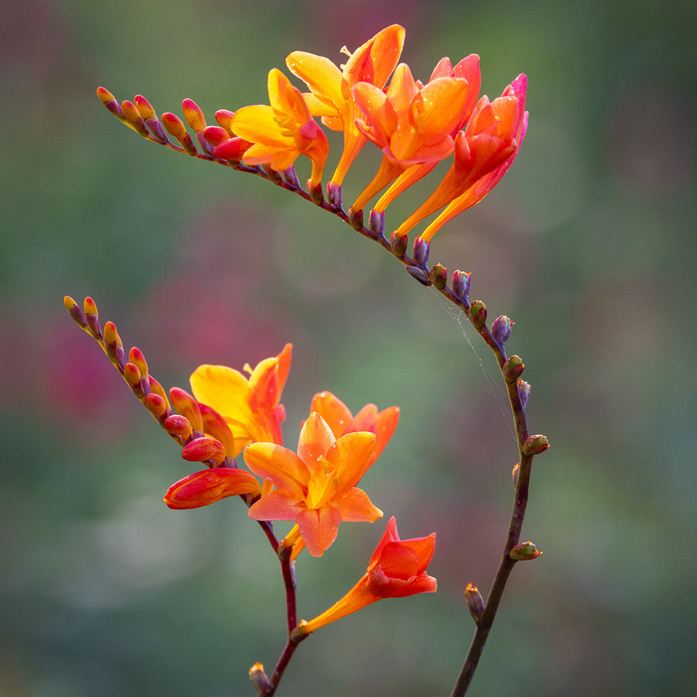 Crocosmia 'Prince of Orange'