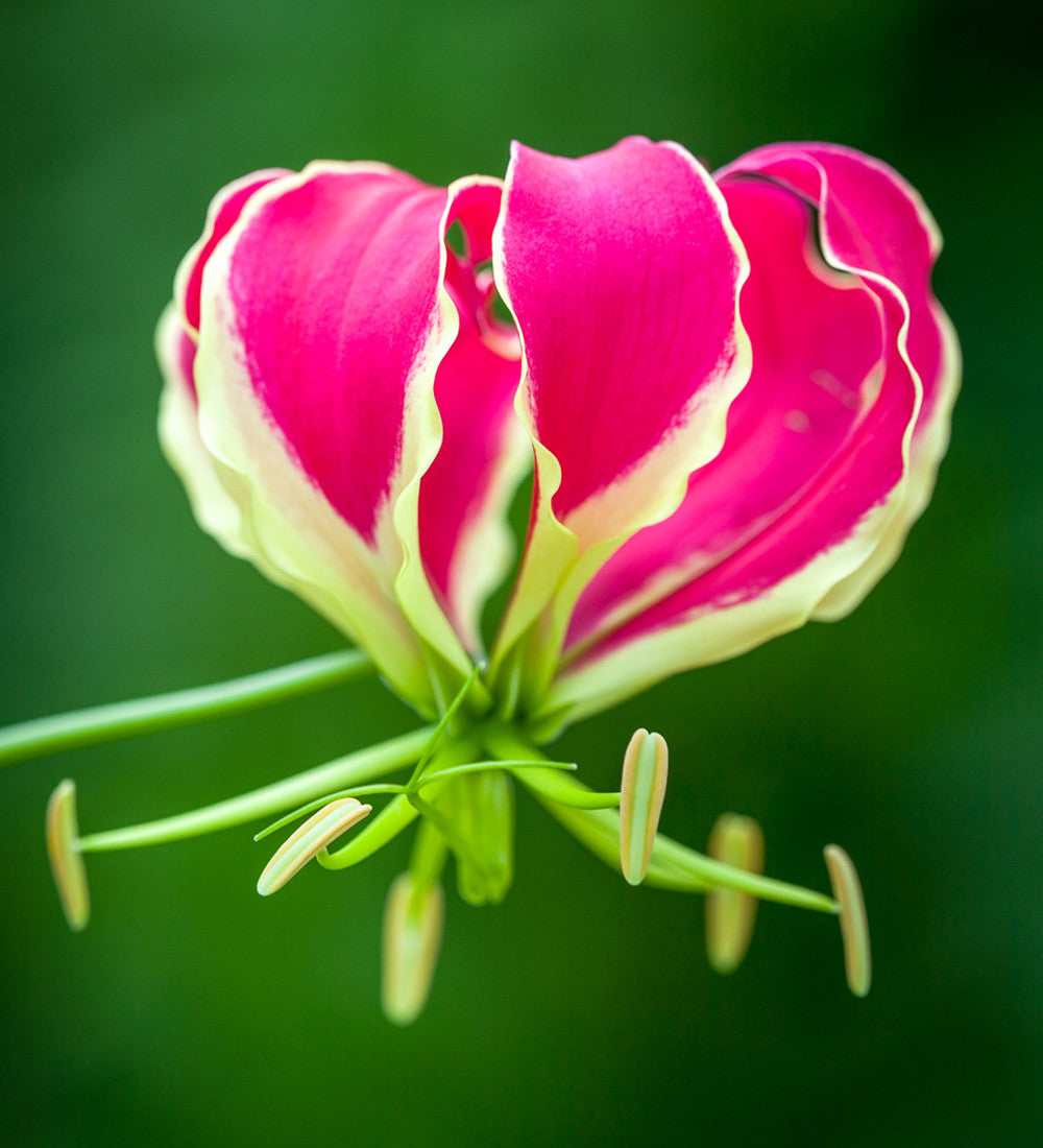 Gloriosa 'Rothschildiana' (Glory Lily)