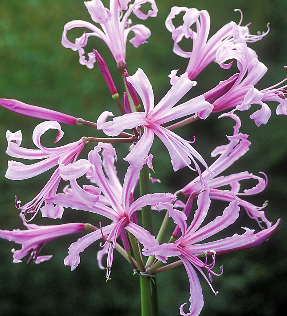 Nerine bowdenii