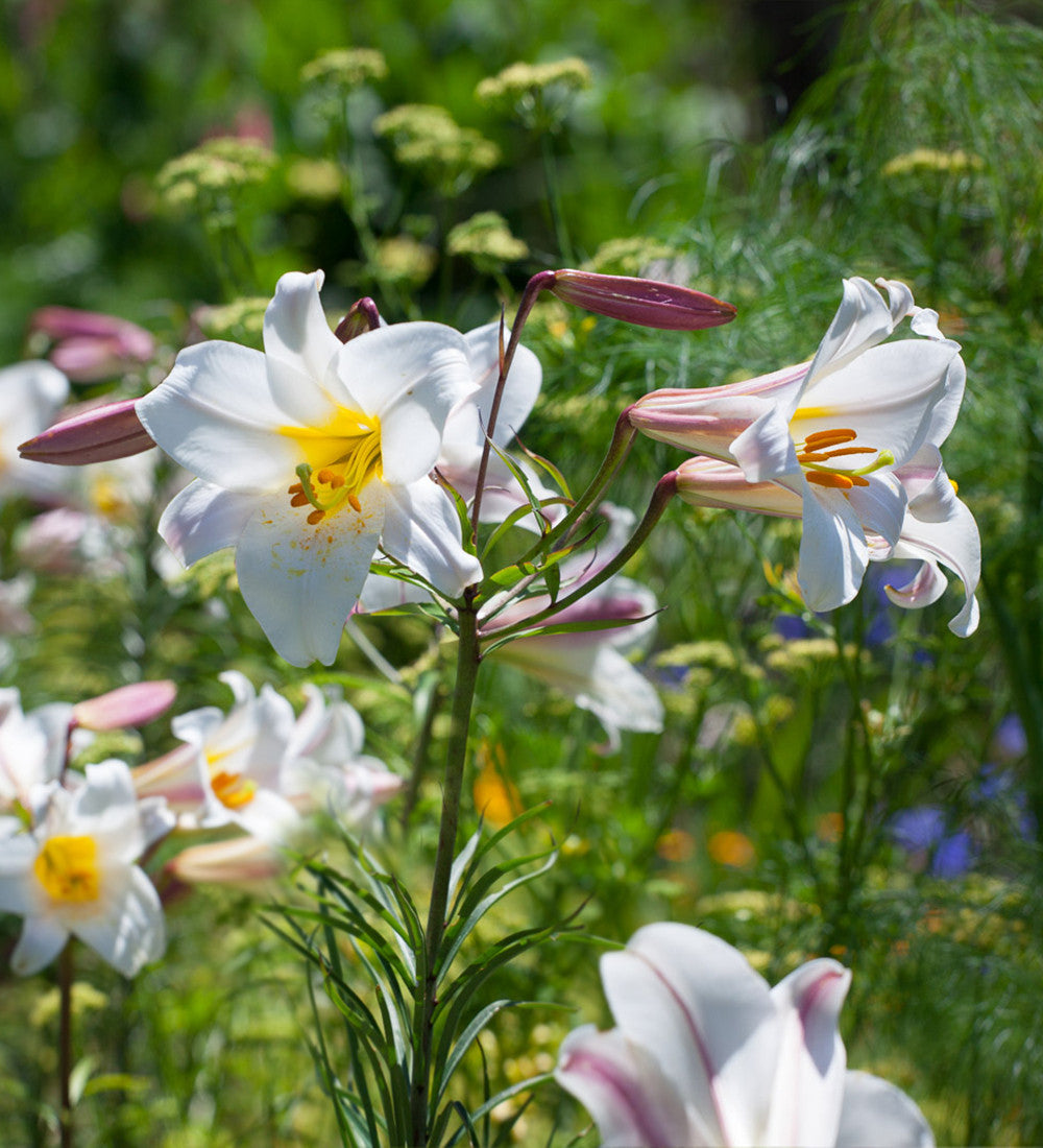 Scented Lily Collection