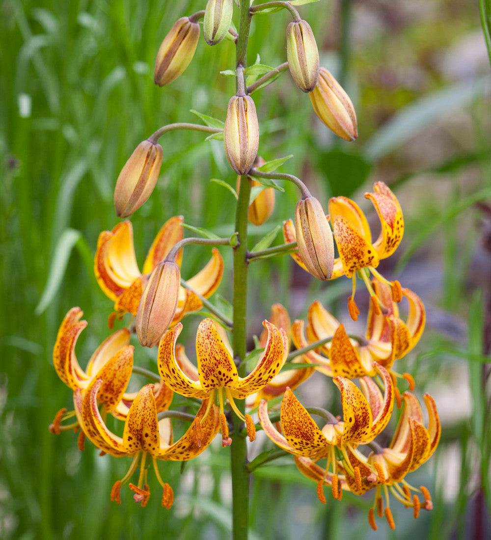 Lilium x 'Sunny Morning' (Martagon)