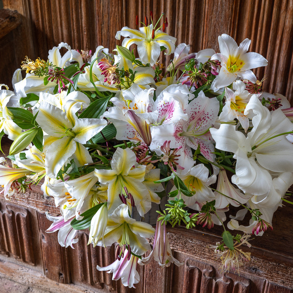 Majestic Lily Collection