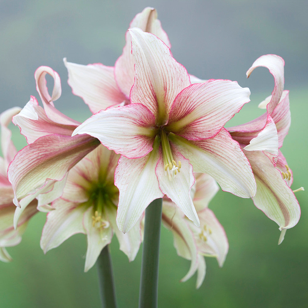 Amaryllis 'Green Magic'