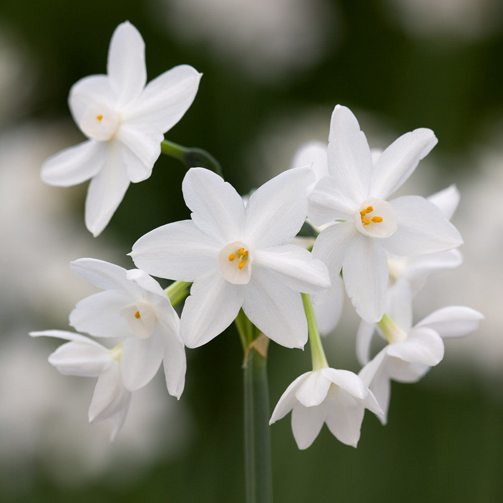 Narcissus papyraceus 'Ziva' (Forcing)