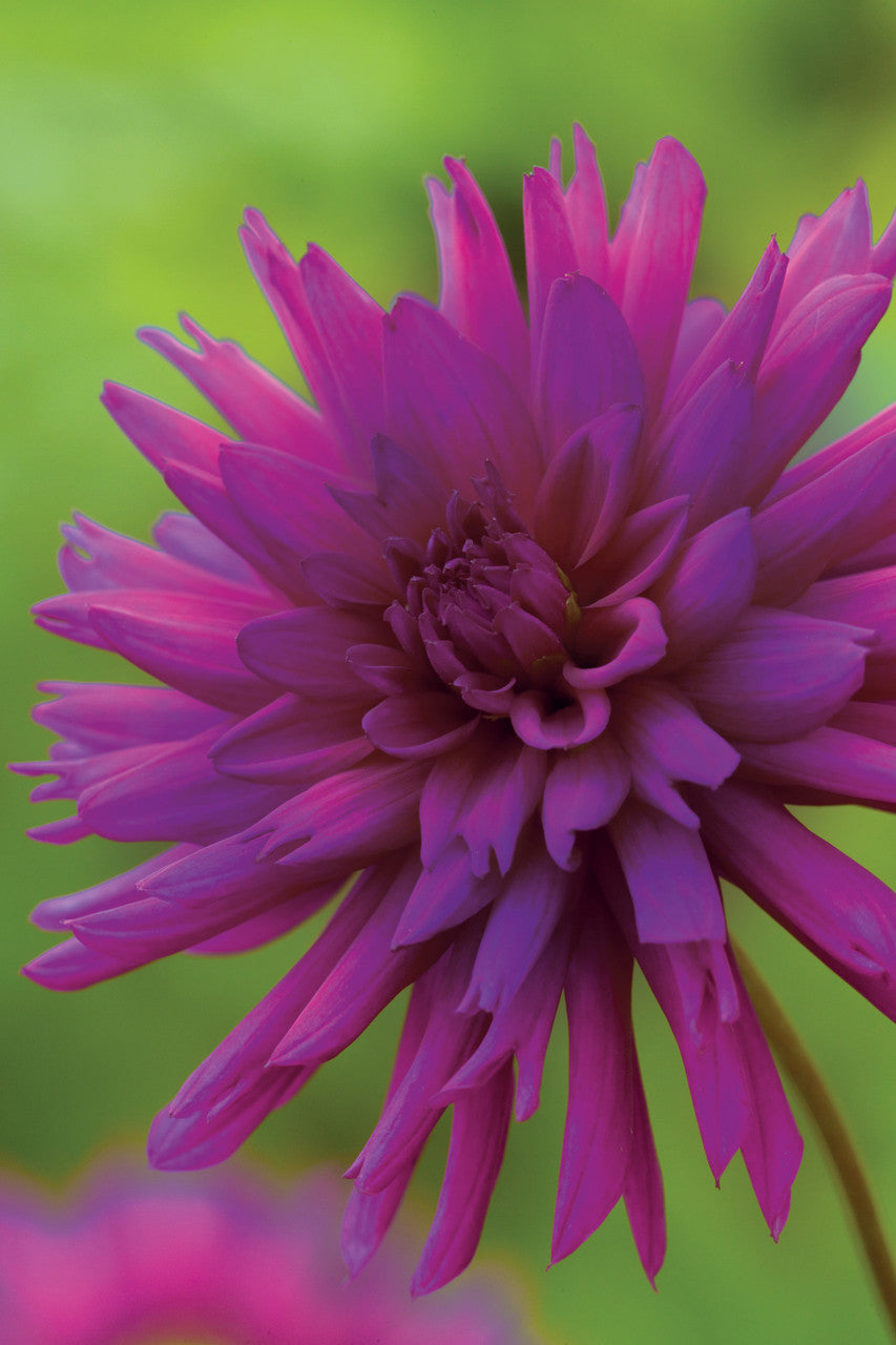 Venetian Dahlia Collection