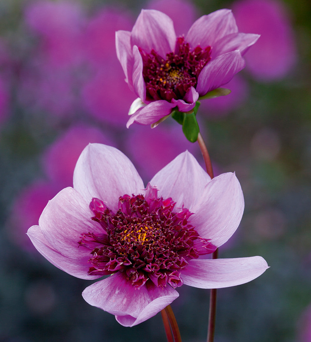 Dahlia 'Blue Bayou'