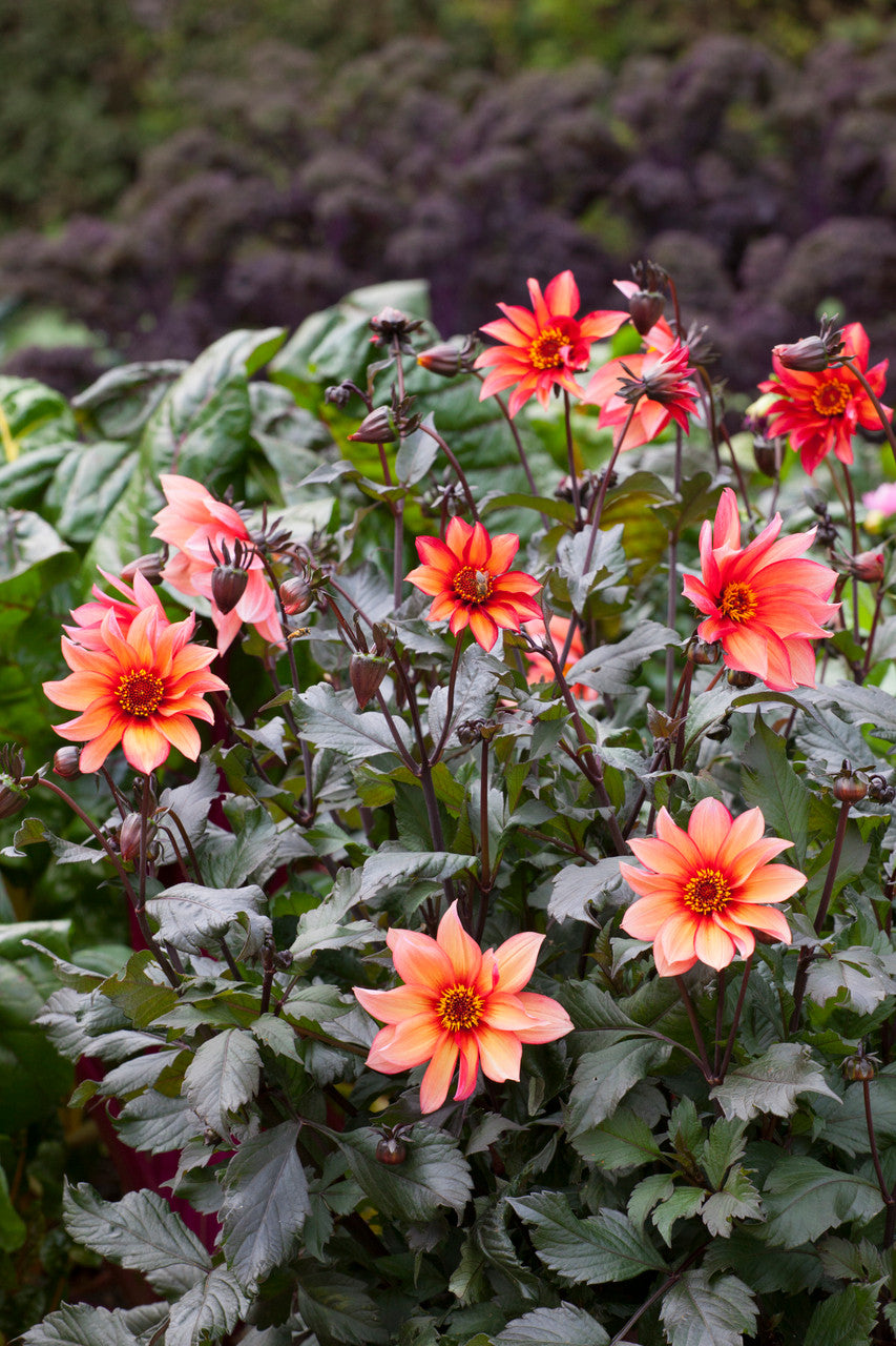 Dahlia 'Waltzing Mathilda'