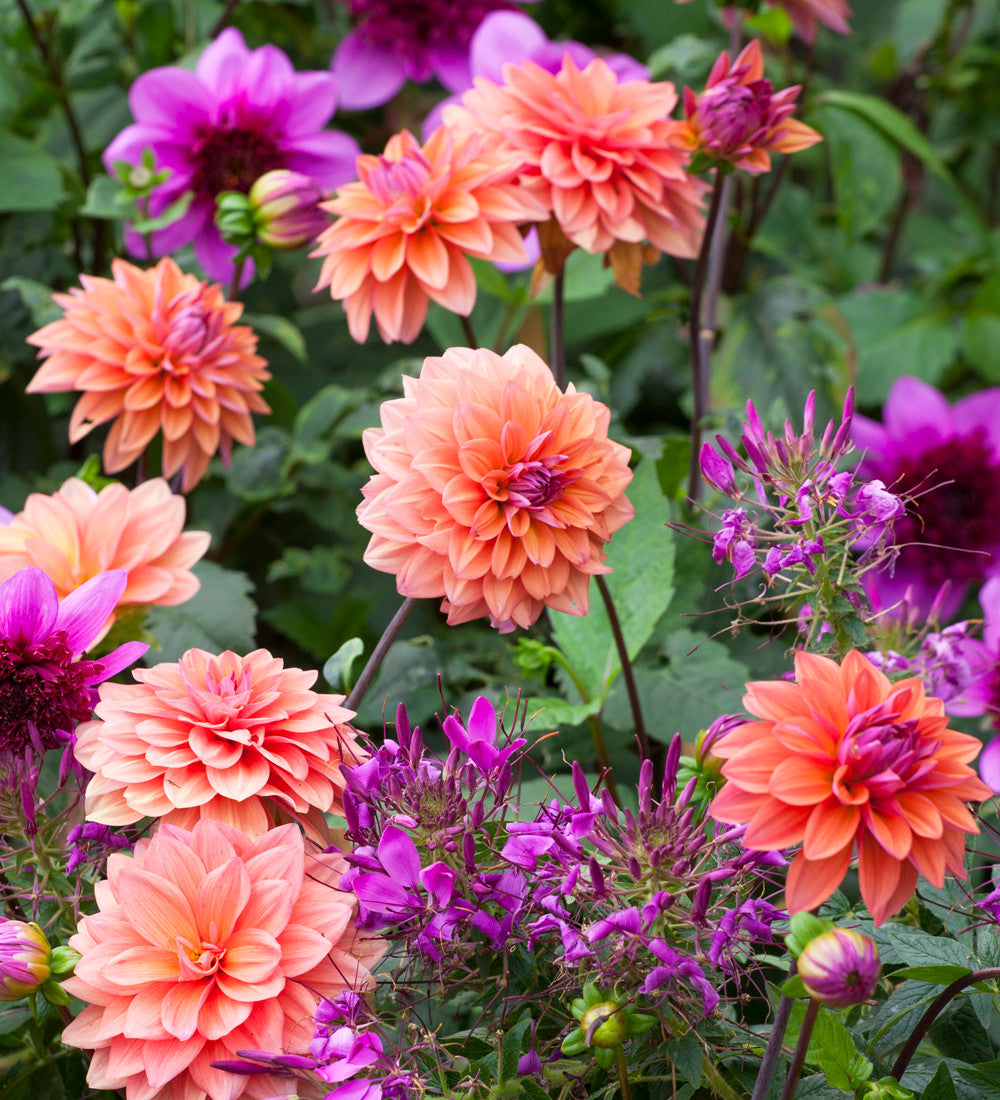 Dahlia 'American Dawn'