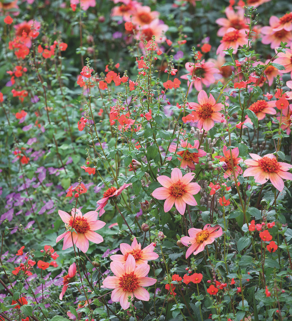 Dahlia 'Totally Tangerine'