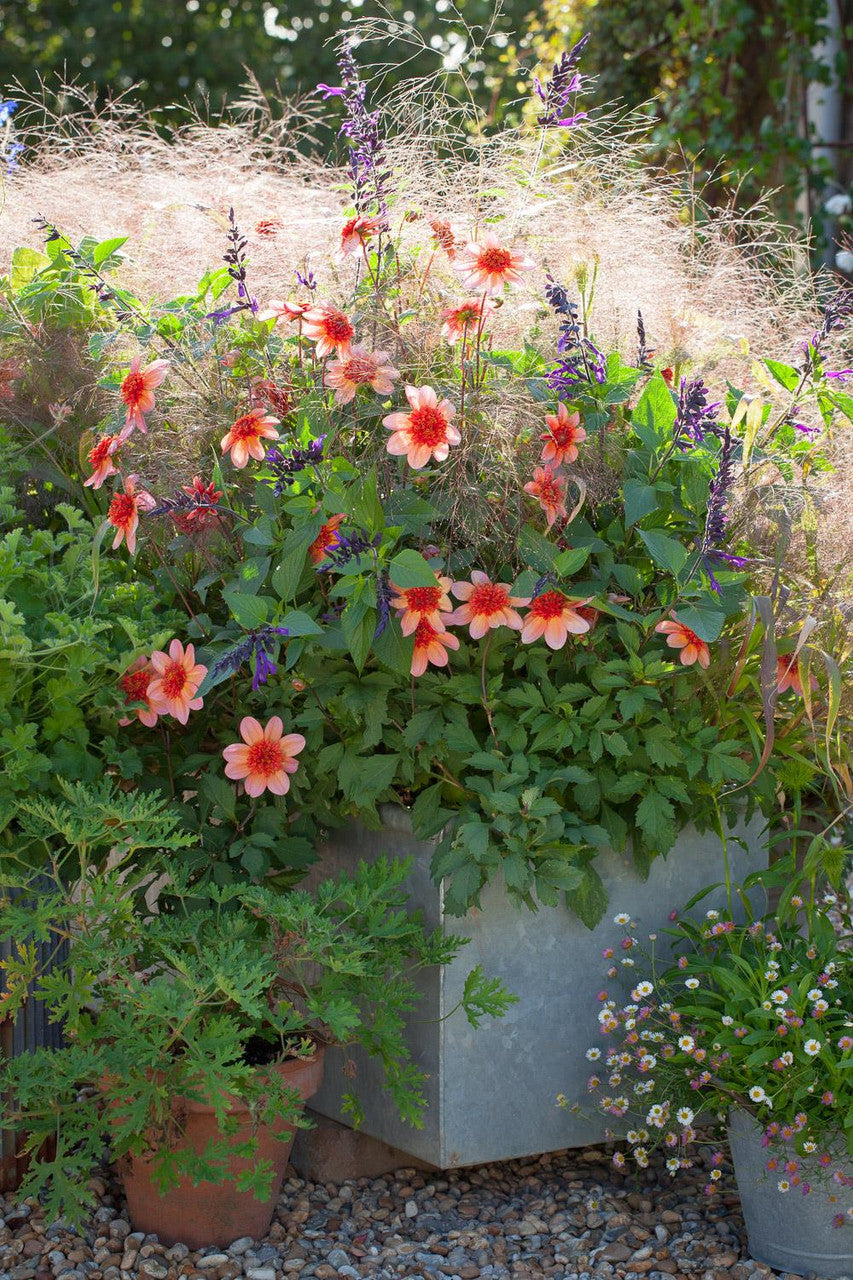 Dahlia 'Totally Tangerine'