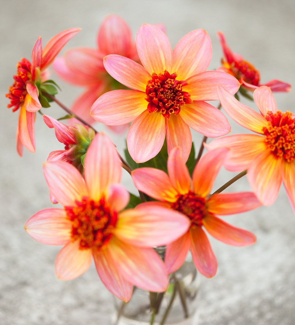 Dahlia 'Totally Tangerine'
