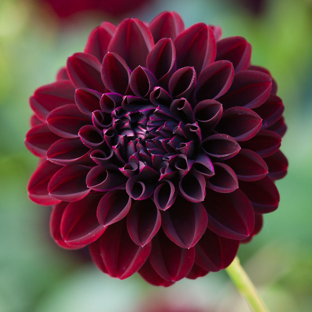 Dahlia 'La Recoleta'