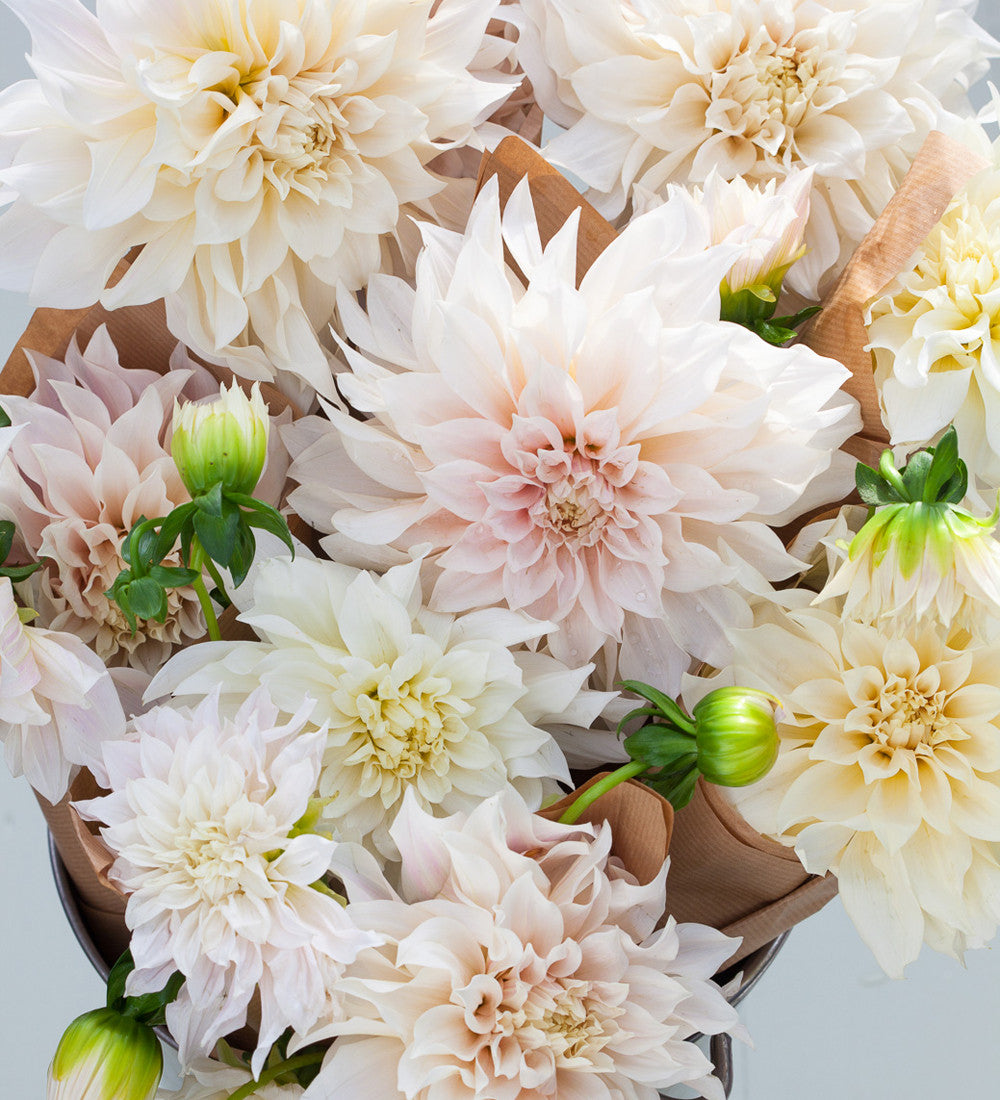 Dahlia 'Café au Lait'