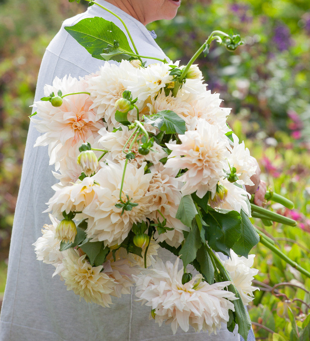 Dahlia 'Café au Lait'