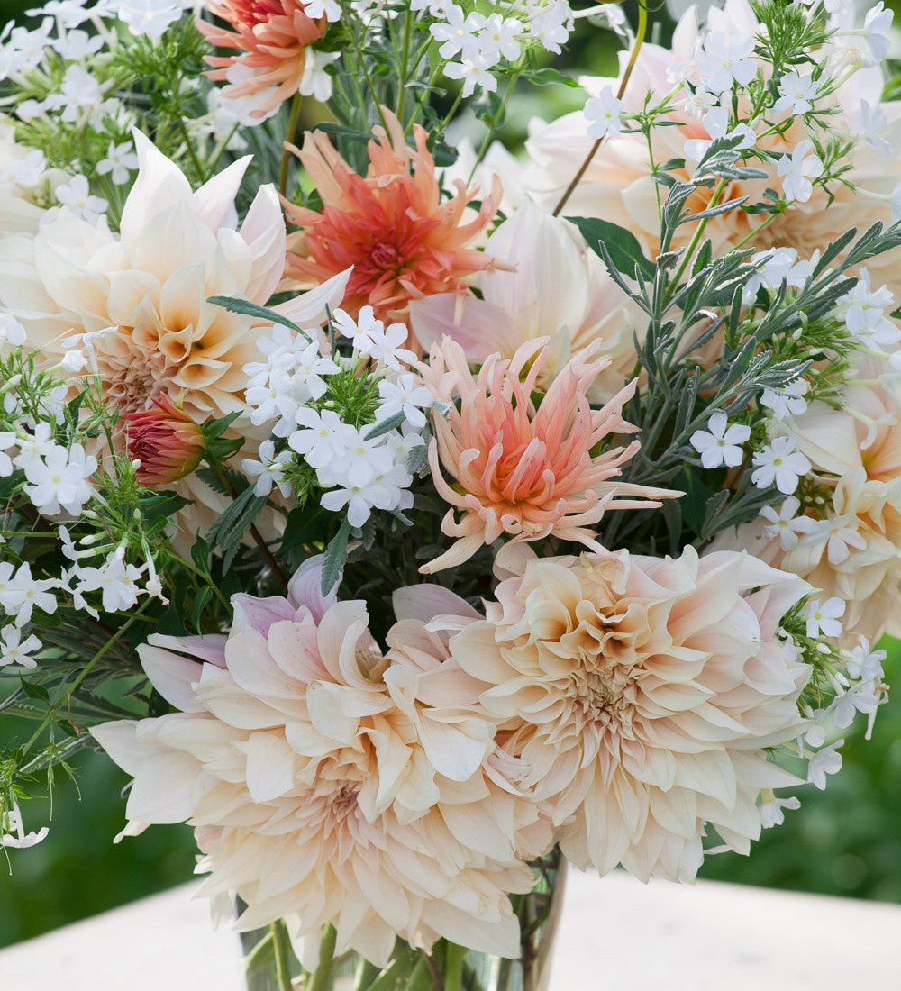 Dahlia 'Café au Lait'