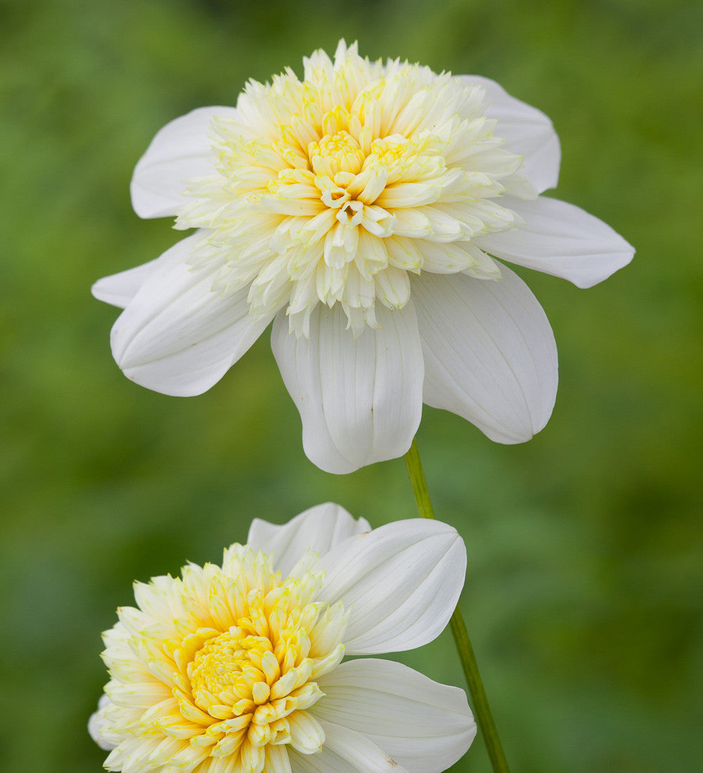 Dahlia 'Platinum Blonde'