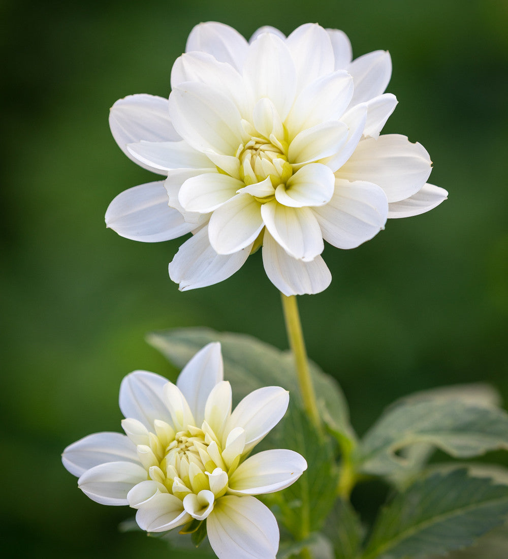 Best Ever Dahlia Collection