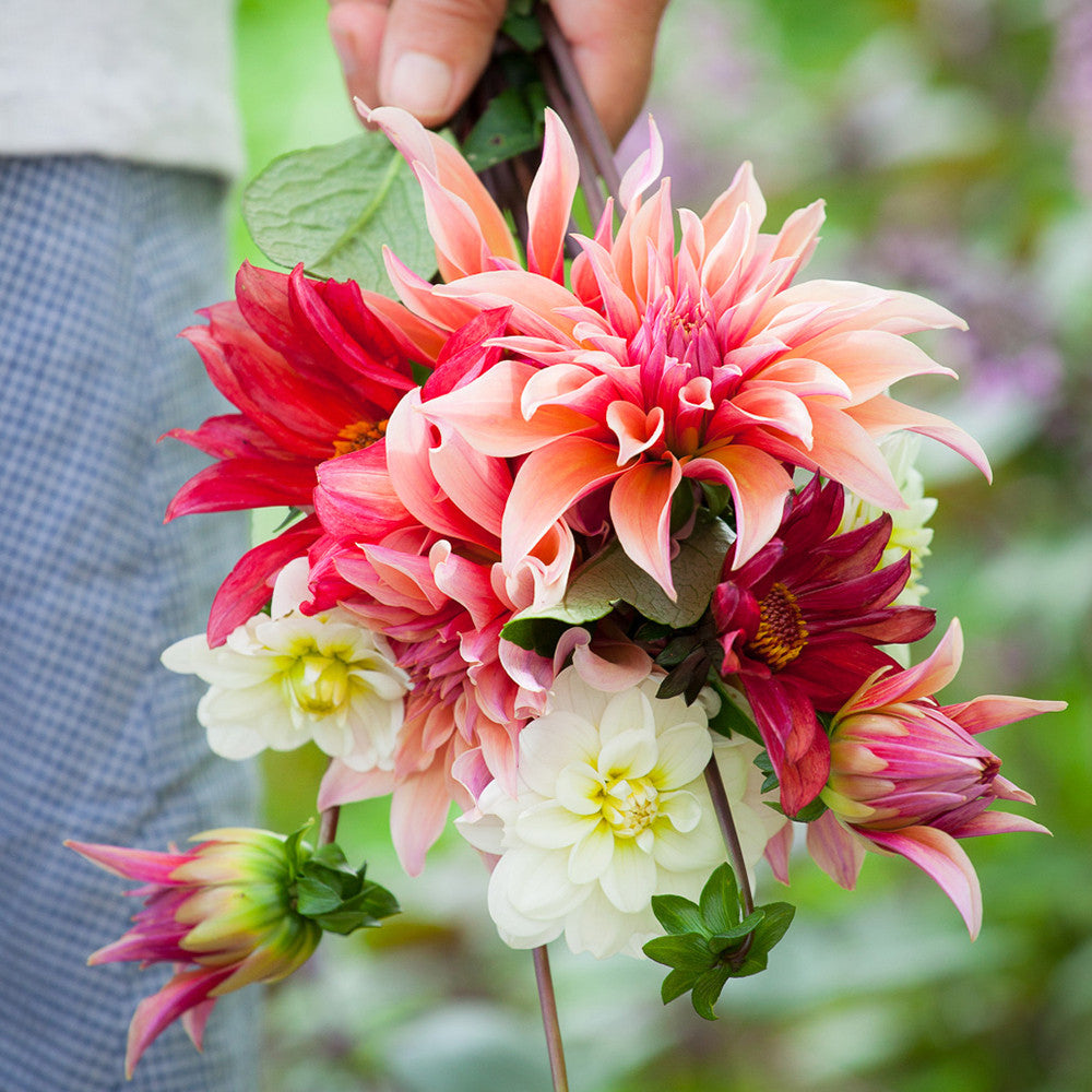 Best Ever Dahlia Collection