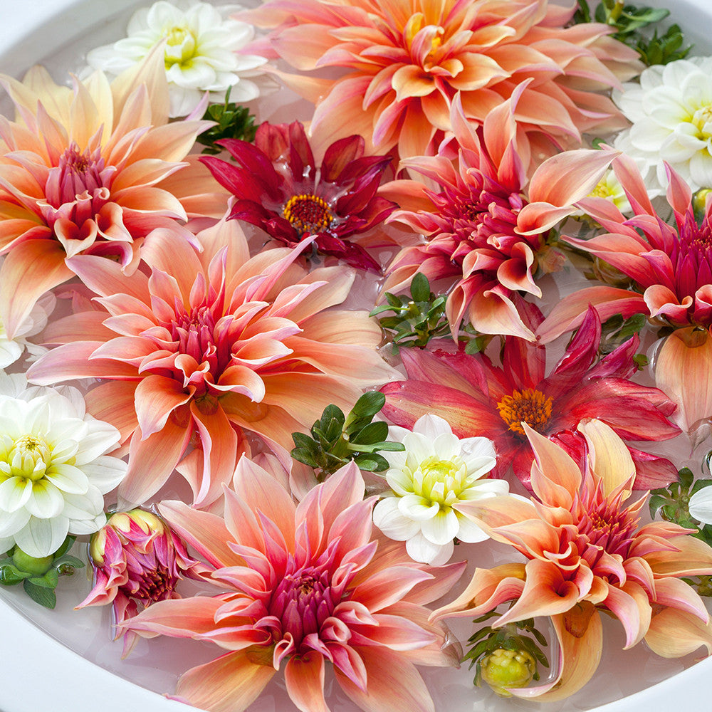 Best Ever Dahlia Collection
