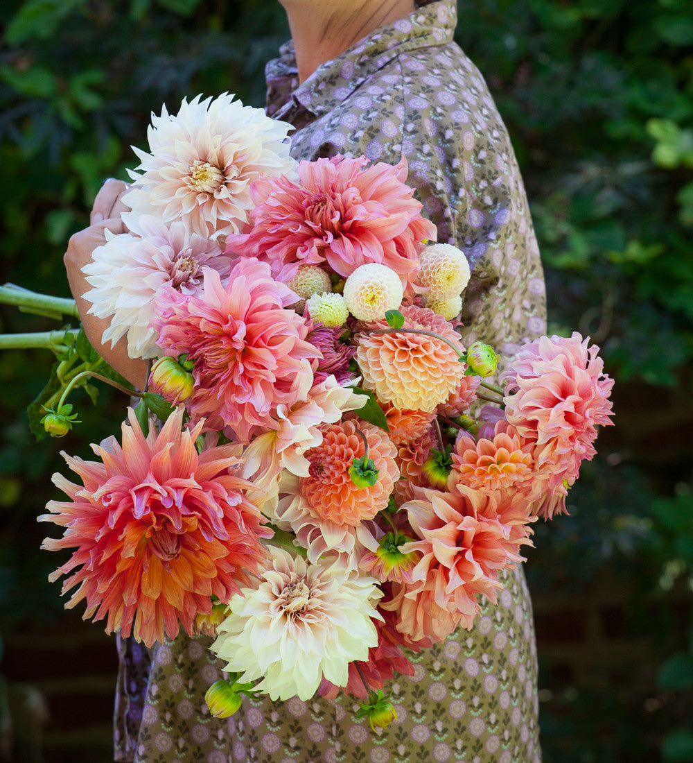 Rubens Dahlia Collection