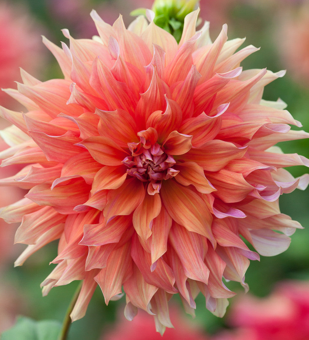 Rubens Dahlia Collection