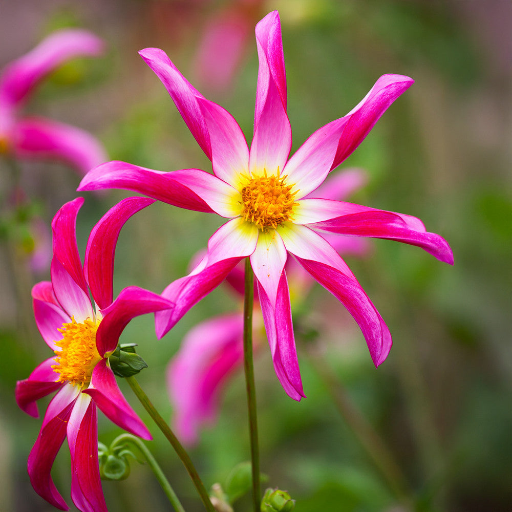 Dahlia 'Honka Pink'