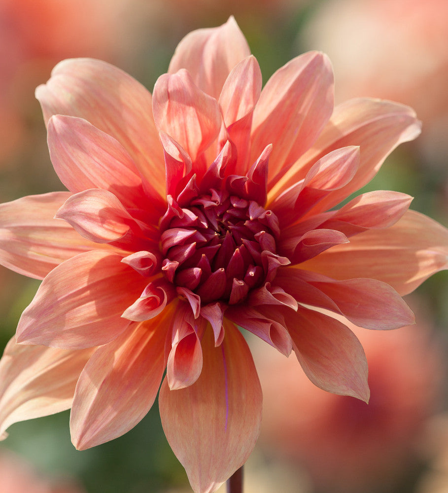 Dahlia 'Babylon Bronze'